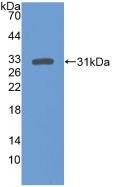 MAPK3 / ERK1 Antibody - Western Blot; Sample: Recombinant ERK1, Human.