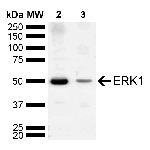 MAPK3 / ERK1 Antibody - Western blot analysis of Mouse, Rat Brain showing detection of ~43.1, 38.2, 40.1 kDa ERK1 protein using Rabbit Anti-ERK1 Polyclonal Antibody. Lane 1: Molecular Weight Ladder (MW). Lane 2: Mouse Brain. Lane 3: Rat Brain. Load: 15 µg. Block: 5% Skim Milk in 1X TBST. Primary Antibody: Rabbit Anti-ERK1 Polyclonal Antibody  at 1:1000 for 2 hours at RT. Secondary Antibody: Goat Anti-Rabbit IgG: HRP at 1:5000 for 1 hour at RT. Color Development: ECL solution for 5 min at RT. Predicted/Observed Size: ~43.1, 38.2, 40.1 kDa. Other Band(s): 50 kDa.