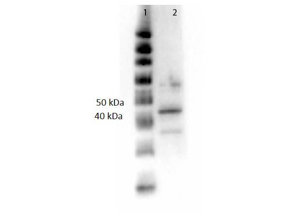 MAPK3 / ERK1 Antibody - Western Blot of Anti-ERK1 C-Term Antibody. Lane 1: MW Marker. Lane 2: ERK1 lysate. Loaded: 10ng. Blocking: Universal Blocking Buffer MB-073 for 30 minutes at RT. Primary Antibody: Anti-ERK1 C-Term at 1:500 in MB-073 overnight at 4°C. Secondary Antibody: Goat Anti-Rabbit HRP at 1:40,000 in MB-073 for 30 min at RT. Expect: ~41 kDa.