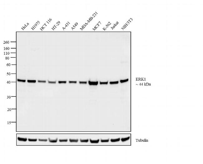 MAPK3 / ERK1 Antibody - ERK1 Antibody in Western Blot (WB)