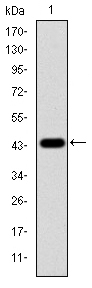 MAPK3 / ERK1 Antibody - Western blot using MAPK3 monoclonal antibody against human MAPK3 (AA: 9-143) recombinant protein. (Expected MW is 40.8 kDa)