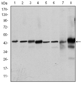 MAPK3 / ERK1 Antibody - Western blot using MAPK3 mouse monoclonal antibody against HeLa (1), Jurkat (2), RAW264.7 (3), HEK293 (4), K562 (5), NIH/3T3 (6), Cos7 (7) and PC-12 (8) cell lysate.