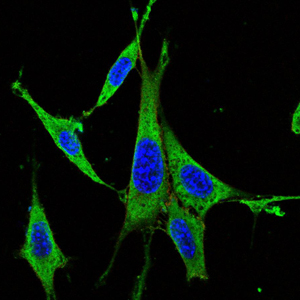 MAPK3 / ERK1 Antibody - Immunofluorescence of NIH/3T3 cells using MAPK3 mouse monoclonal antibody (green). Blue: DRAQ5 fluorescent DNA dye. Red: Actin filaments have been labeled with Alexa Fluor-555 phalloidin.