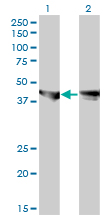 MAPK3 / ERK1 Antibody - Western blot of MAPK3 expression in transfected 293T cell line by MAPK3 monoclonal antibody.