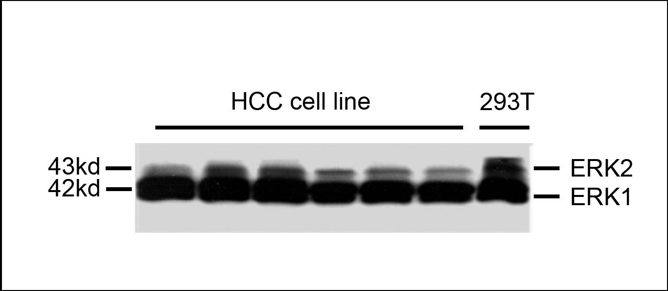 MAPK3 / ERK1 Antibody - Western blot of extracts from HCC cell line and 293T cells, using mouse monoclonal antibody Erk1/2 Antibody.