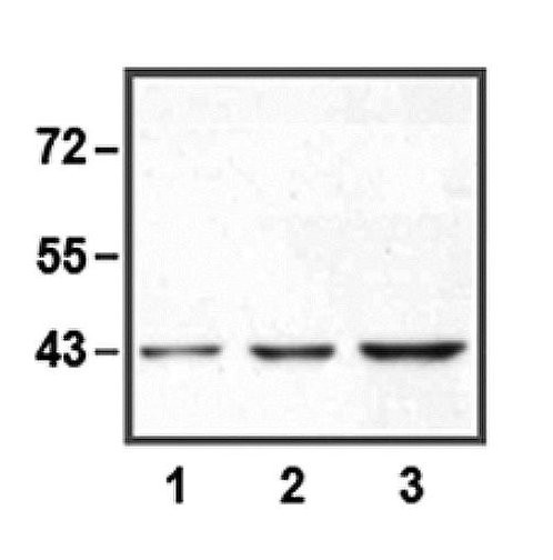 MAPK3 / ERK1 Antibody - Western Blot of ERK1 antibody 1:10000 (0. 1 ug/ml) antibody dilution used in WB of HEK 293 cell lysate; 1 ug (1), 5 ug (2) and 10 ug (3) of cell lysate used.