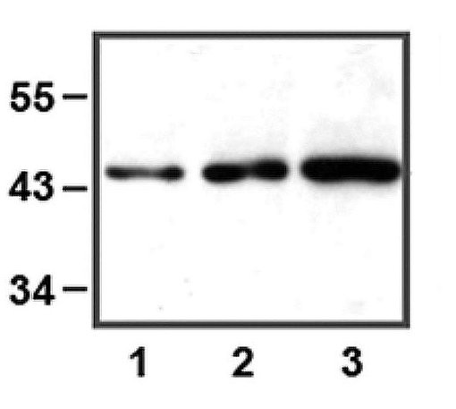 MAPK3 / ERK1 Antibody - Western Blot of ERK1 antibody 1:1000 (1 ug/ml) antibody dilution used in WB of HEK 293 cell lysate; 5 ug (1), 10 ug (2) and 30 ug (3) of cell lysate used.