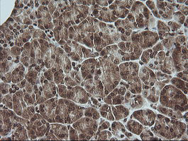 MAPK3 / ERK1 Antibody - IHC of paraffin-embedded Human pancreas tissue using anti-MAPK3 mouse monoclonal antibody. (Heat-induced epitope retrieval by 10mM citric buffer, pH6.0, 100C for 10min).