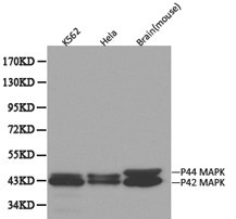MAPK3 / ERK1 Antibody - Western blot of ERK1 pAb in extracts from K562, Hela cells and mouse brain tissue.