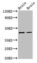 MAPK3 / ERK1 Antibody - Western Blot Positive WB detected in: Rat brain tissue, Mouse brain tissue All lanes: MAPK3 antibody at 3µg/ml Secondary Goat polyclonal to rabbit IgG at 1/50000 dilution Predicted band size: 44, 39, 41 kDa Observed band size: 44 kDa