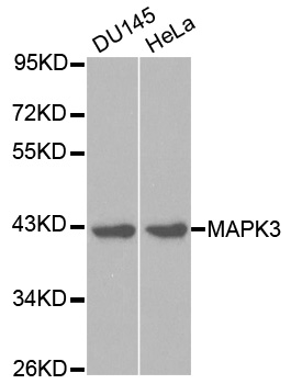 MAPK3 / ERK1 Antibody - Western blot analysis of extracts of various cell lines, using MAPK3 antibody at 1:1000 dilution. The secondary antibody used was an HRP Goat Anti-Rabbit IgG (H+L) at 1:10000 dilution. Lysates were loaded 25ug per lane and 3% nonfat dry milk in TBST was used for blocking.