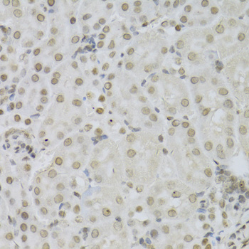 MAPK3 / ERK1 Antibody - Immunohistochemistry of paraffin-embedded mouse kidney using MAPK3 Antibodyat dilution of 1:100 (40x lens).