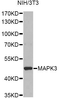 MAPK3 / ERK1 Antibody - Western blot analysis of extracts of various cell lines, using MAPK3 antibody at 1:1000 dilution. The secondary antibody used was an HRP Goat Anti-Rabbit IgG (H+L) at 1:10000 dilution. Lysates were loaded 25ug per lane and 3% nonfat dry milk in TBST was used for blocking. An ECL Kit was used for detection and the exposure time was 30s.
