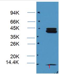 MAPK3 / ERK1 Antibody - Western blot analysis on HeLa cell lysates using ERK1/2 antibody