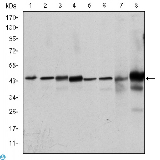 MAPK3 / ERK1 Antibody - Western Blot (WB) analysis using ERK 1 Monoclonal Antibody against HeLa (1), Jurkat (2), Raw 264.7 (3), HEK293 (4), K562 (5), NIH/3T3 (6), Cos7 (7) and PC-12 (8) cell lysate.