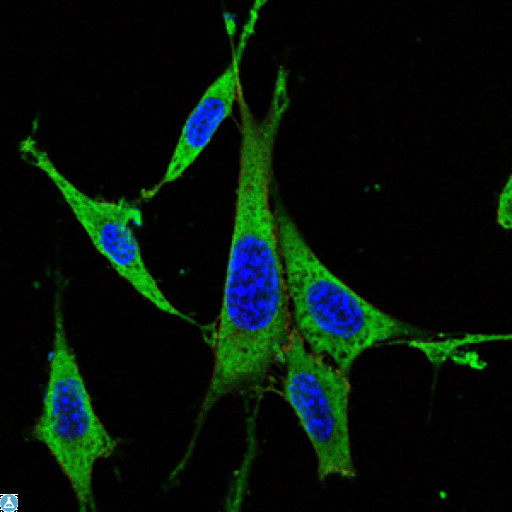 MAPK3 / ERK1 Antibody - Immunofluorescence (IF) analysis of NIH/3T3 cells using ERK 1 Monoclonal Antibody (green). Blue: DRAQ5 fluorescent DNA dye. Red: Actin filaments have been labeled with Alexa Fluor-555 phalloidin.