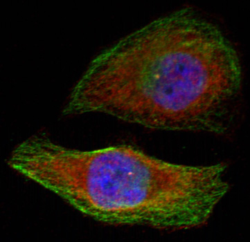 MAPK3 / ERK1 Antibody - Immunofluorescence staining of methanol-fixed Hela cells showing cytoplasmic, nuclear staining.