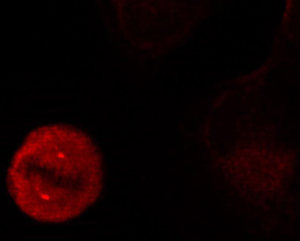 MAPK3 / ERK1 Antibody - Immunofluorescence staining of methanol-fixed Hela cells showing centrosome and nuclear staining.