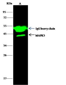 MAPK3 / ERK1 Antibody - MAPK3 was immunoprecipitated using: Lane A: 0.5 mg K562 Whole Cell Lysate. 4 uL anti-MAPK3 rabbit polyclonal antibody and 15 ul of 50% Protein G agarose. Primary antibody: Anti-MAPK3 rabbit polyclonal antibody, at 1:100 dilution. Secondary antibody: Dylight 800-labeled antibody to rabbit IgG (H+L), at 1:5000 dilution. Developed using the odssey technique. Performed under reducing conditions. Predicted band size: 43 kDa. Observed band size: 43 kDa.