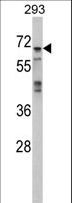 MAPK4 / ERK4 Antibody - Western blot of MAPK4 Antibody in 293 cell line lysates (35 ug/lane). MAPK4 (arrow) was detected using the purified antibody.