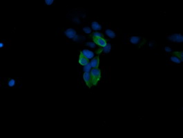 MAPK4 / ERK4 Antibody - Anti-MAPK4 mouse monoclonal antibody immunofluorescent staining of COS7 cells transiently transfected by pCMV6-ENTRY MAPK4.