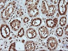MAPK4 / ERK4 Antibody - IHC of paraffin-embedded Human Kidney tissue using anti-MAPK4 mouse monoclonal antibody.