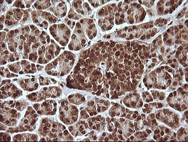 MAPK4 / ERK4 Antibody - IHC of paraffin-embedded Human pancreas tissue using anti-MAPK4 mouse monoclonal antibody.