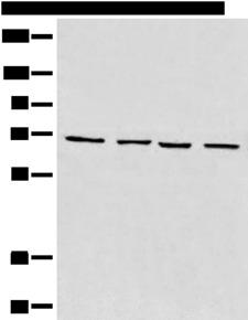 MAPK4 / ERK4 Antibody - Western blot analysis of 293T cell Human heart tissue Raji and LNCAP cell lysates  using MAPK4 Polyclonal Antibody at dilution of 1:550