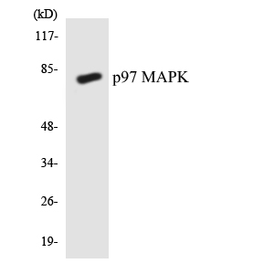 MAPK6 / ERK3 Antibody - Western blot analysis of the lysates from HeLa cells using p97 MAPK antibody.