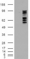 MAPK6 / ERK3 Antibody - HEK293T cells were transfected with the pCMV6-ENTRY control (Left lane) or pCMV6-ENTRY MAPK6 (Right lane) cDNA for 48 hrs and lysed. Equivalent amounts of cell lysates (5 ug per lane) were separated by SDS-PAGE and immunoblotted with anti-MAPK6.