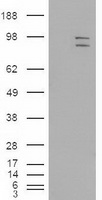 MAPK6 / ERK3 Antibody - HEK293T cells were transfected with the pCMV6-ENTRY control (Left lane) or pCMV6-ENTRY MAPK6 (Right lane) cDNA for 48 hrs and lysed. Equivalent amounts of cell lysates (5 ug per lane) were separated by SDS-PAGE and immunoblotted with anti-MAPK6.