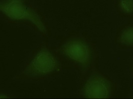 MAPK6 / ERK3 Antibody - Immunofluorescent staining of HeLa cells using anti-MAPK6 mouse monoclonal antibody.