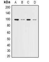 MAPK6 / ERK3 Antibody - Western blot analysis of ERK3 expression in HeLa (A); 293T (B); NIH3T3 (C); rat brain (D) whole cell lysates.