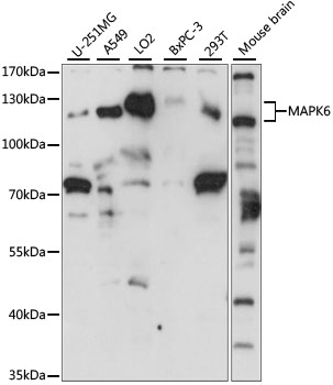 MAPK6 / ERK3 Antibody - Western blot analysis of extracts of various cell lines, using MAPK6 antibody at 1:1000 dilution. The secondary antibody used was an HRP Goat Anti-Rabbit IgG (H+L) at 1:10000 dilution. Lysates were loaded 25ug per lane and 3% nonfat dry milk in TBST was used for blocking. An ECL Kit was used for detection and the exposure time was 15s.