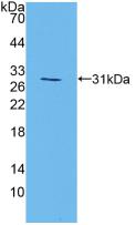 MAPK7 / ERK5 Antibody - Western Blot; Sample: Recombinant MAPK7, Mouse.
