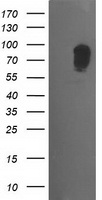 MAPK7 / ERK5 Antibody - HEK293T cells were transfected with the pCMV6-ENTRY control (Left lane) or pCMV6-ENTRY MAPK7 (Right lane) cDNA for 48 hrs and lysed. Equivalent amounts of cell lysates (5 ug per lane) were separated by SDS-PAGE and immunoblotted with anti-MAPK7.