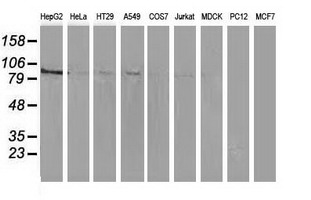 MAPK7 / ERK5 Antibody - Western blot of extracts (35ug) from 9 different cell lines by using anti-MAPK7 monoclonal antibody.