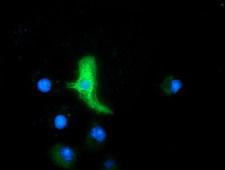 MAPK7 / ERK5 Antibody - Anti-MAPK7 mouse monoclonal antibody immunofluorescent staining of COS7 cells transiently transfected by pCMV6-ENTRY MAPK7.