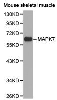 MAPK7 / ERK5 Antibody - Western blot of extracts of mouse skeletal muscle cell line, using ERK5/MAPK7 antibody.