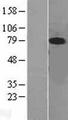 MAPK7 / ERK5 Protein - Western validation with an anti-DDK antibody * L: Control HEK293 lysate R: Over-expression lysate
