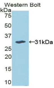 MAPK8 / JNK1 Antibody - Western blot of recombinant MAPK8 / JNK1 / JNK.  This image was taken for the unconjugated form of this product. Other forms have not been tested.