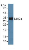 MAPK8 / JNK1 Antibody - Western Blot; Sample: Recombinant MAPK8, Human.