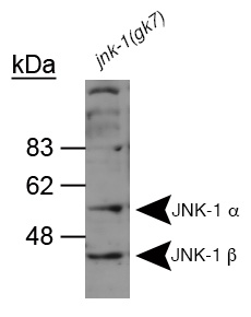 MAPK8 / JNK1 Antibody - Detection of JNK-1.