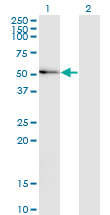 MAPK8 / JNK1 Antibody - Western blot of MAPK8 expression in transfected 293T cell line by MAPK8 monoclonal antibody (M10), clone 3F7.