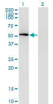 MAPK8 / JNK1 Antibody - Western blot of MAPK8 expression in transfected 293T cell line by MAPK8 monoclonal antibody (M06), clone 4A11.