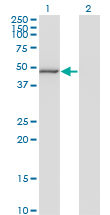 MAPK8 / JNK1 Antibody - Western blot of MAPK8 expression in transfected 293T cell line by MAPK8 monoclonal antibody (M03), clone 4F10.