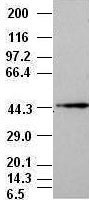 MAPK8 / JNK1 Antibody - JNK1 antibody ( 1C2 ) at 1:1000 + NIH/3T3 cell lysate.