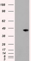 MAPK8 / JNK1 Antibody - JNK1 antibody (1C2) at 1:1000 + NIH/3T3 cell lysate.