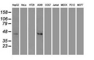 MAPK8 / JNK1 Antibody - Western blot of extracts (35 ug) from 9 different cell lines by using anti-JNK1 monoclonal antibody.