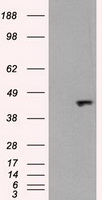 MAPK8 / JNK1 Antibody - HEK293T cells were transfected with the pCMV6-ENTRY control (Left lane) or pCMV6-ENTRY JNK1 (Right lane) cDNA for 48 hrs and lysed. Equivalent amounts of cell lysates (5 ug per lane) were separated by SDS-PAGE and immunoblotted with anti-JNK1.
